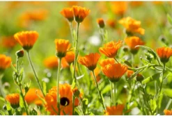 Alternative view of Weleda Calendula Tandpasta